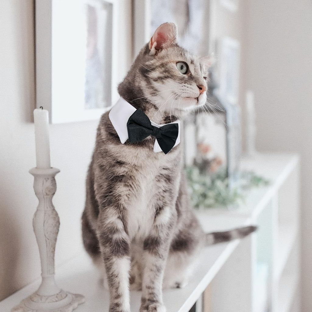 formal necktie bow tie black white