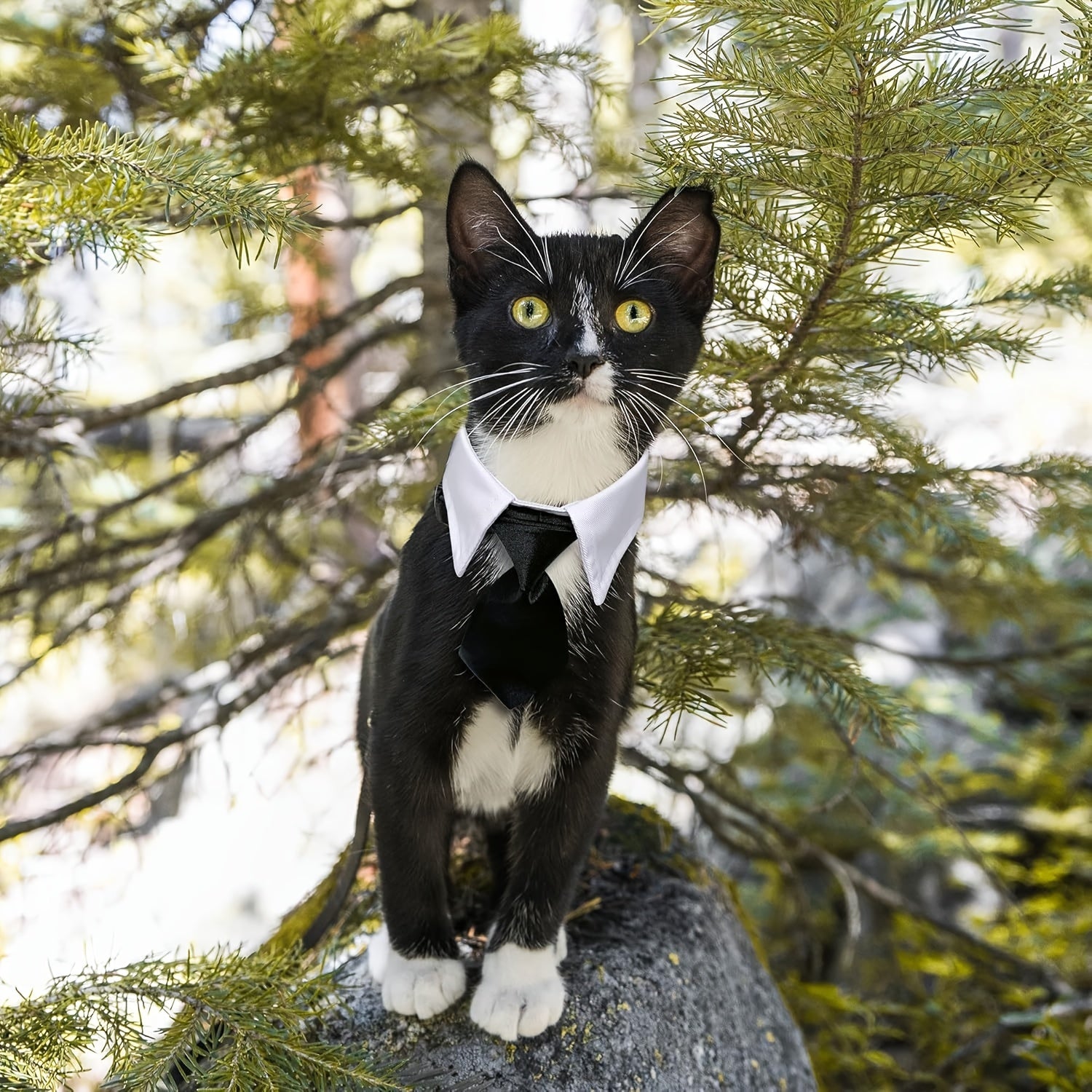 formal necktie bow tie black white